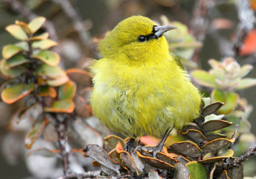 Contact Oahu Nature Tours