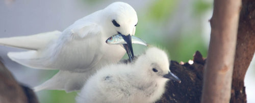 White Tern feeding chick